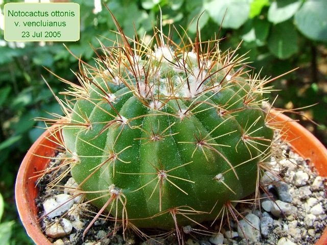 Notocactus _ottonis _v. vencluianus_ 01